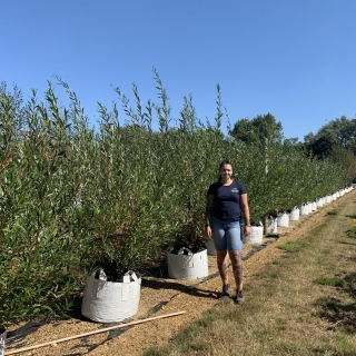 Salix alba Chermesina multi-stem