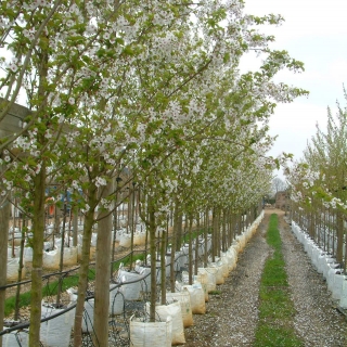 Prunus Umineko