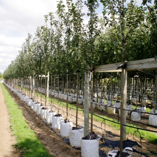 Prunus padus on the barcham trees nursery