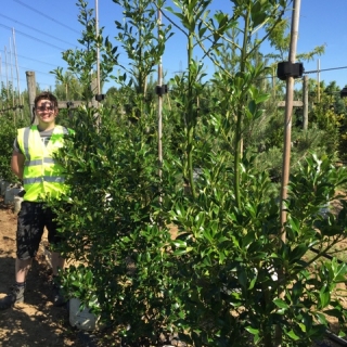 Ilex aquifolium Pyramidalis at Barcham Trees