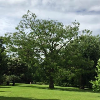 mature Sophora japonica