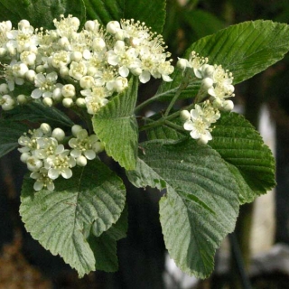 White flowers on Sorbus aria Lutescens