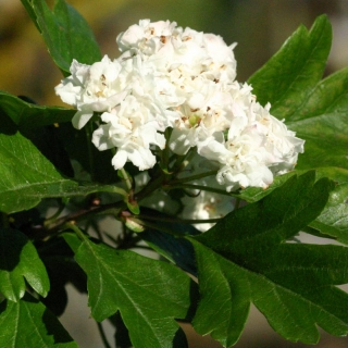 the double white flower of Crataegus monogyna Alboplena