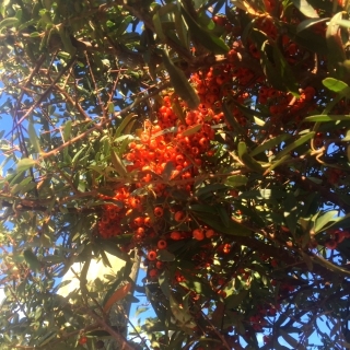 The berries of Pyracantha Navaho