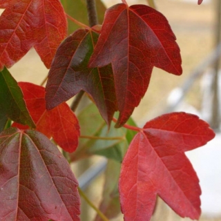 Acer buergerianum