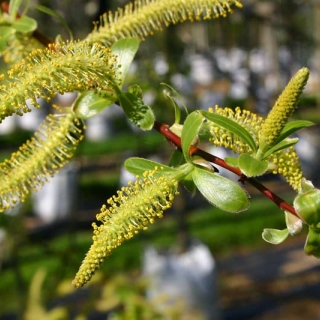 Salix alba Liempde catkins