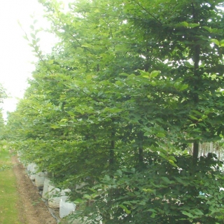 Carpinus betulus feathered