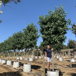 Liquidambar styraciflua Worplesdon (Pleached)