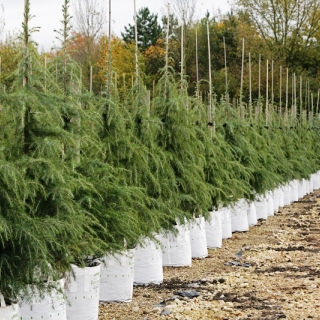 Cedrus deodara at barcham trees