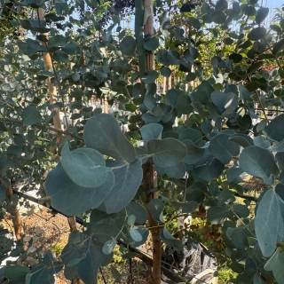 Eucalyptus gunnii leaves