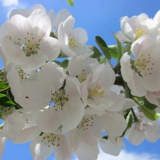 crisp white flowers of Malus discovery