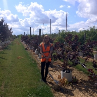 Cotinus coggygria Royal Purple at barcham trees