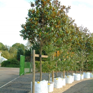 Magnolia Grandiflora