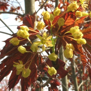 The yellow flowers of Acer platanoides Deborah