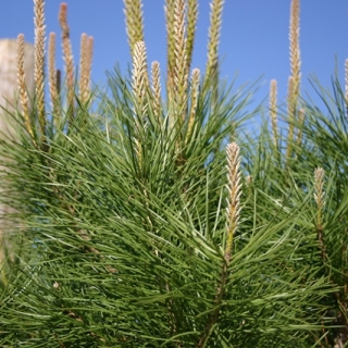 Pinus pinea foliage and cones