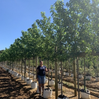 Liquidambar styraciflua Worplesdon