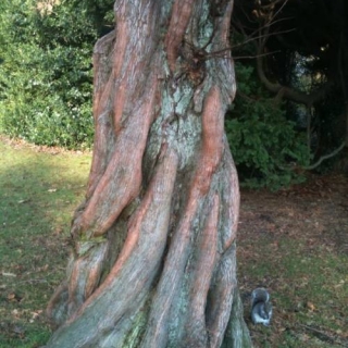 The stem of a mature Taxodium distichum