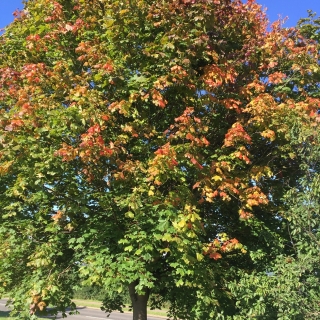 autumn colouring of Acer platanoides Pacific Sunset