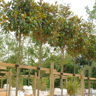 Magnolia Grandiflora at barcham trees