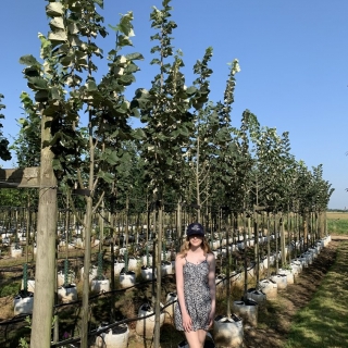 Tilia tomentosa Brabant