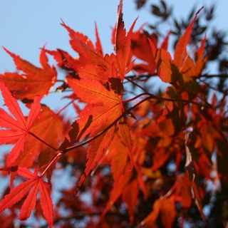 The dark purple foliage of Acer palmatum Bloodgood in the sunlight Acer palmatum Bloodgood The dark purple foliage of Acer palmatum Bloodgood in the sunlight Previous Next 1.5-2m Acer palmatum BloodgoodThe dark purple foliage of Acer palmatum Bloodgood in