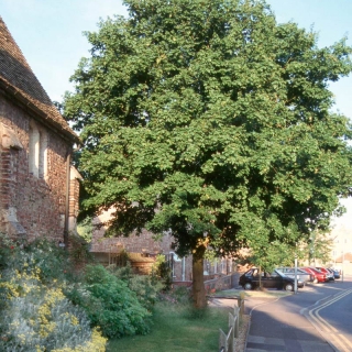 mature Acer campestre