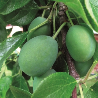the plums of Prunus domestica Victoria before ripening