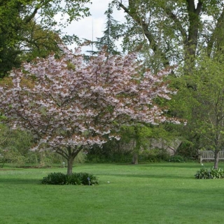 Mature  Prunus Shirofugen in a parkland setting