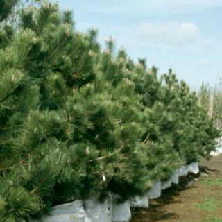 row of Pinus nigra Austriaca on the barcham trees nursery