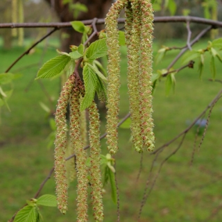 the catkins of Ostrya carpinifolia