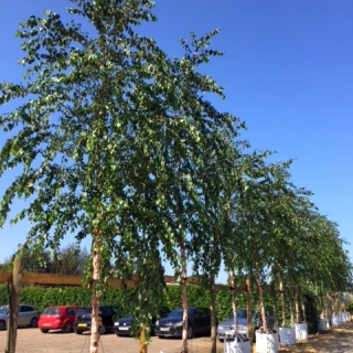 semi mature Betula nigra