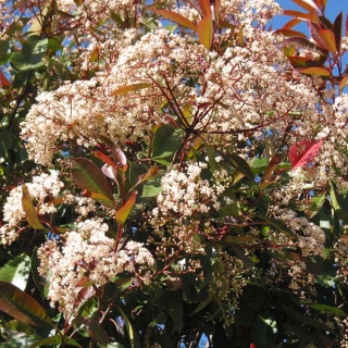 the flowers of Photinia Red Robin bush