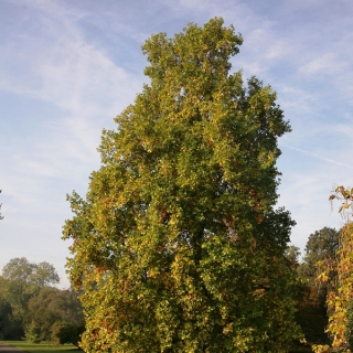 Mature Platanus x hispanica