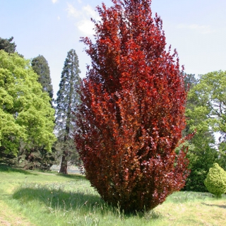 A mature specimen of Fagus sylvatica Dawyck Purpurea