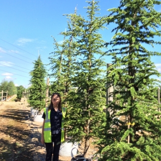 Cedrus atlantica at Barcham Trees