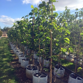 Magnolia x Brooklynensis Elizabeth at barcham trees