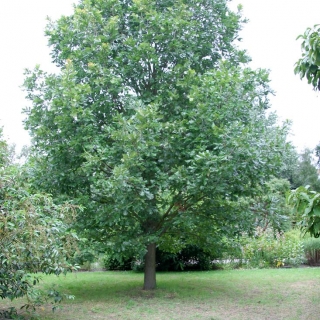 Mature specimen of Quercus frainetto