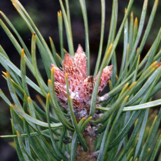 cons and needles of Pinus sylvestris