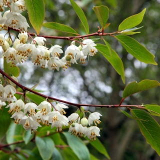 flowers and foliage of Halesia Carolina