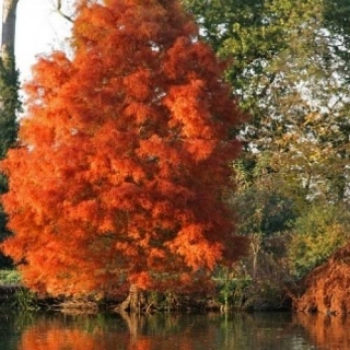 Taxodium distichum in autumn foliage in a parkland environment