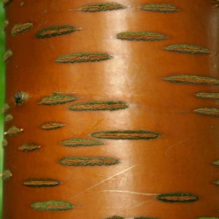 The attractive polished bark of Prunus maackii Amber Beauty