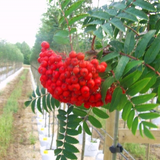 Foliage and berries of Sorbus aucuparia Cardinal Royal