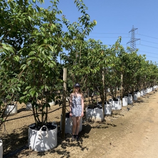 Prunus kanzan multi-stem