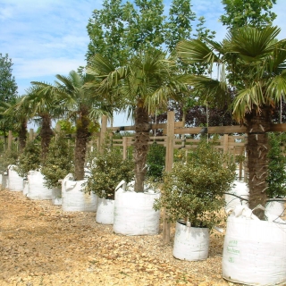 Trachycarpus fortunei on Barcham Trees nursery