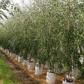 Betula pendula Youngii at barcham trees