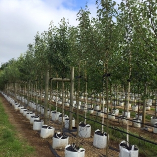 Pyrus communis Gieser Wildeman at barcham trees