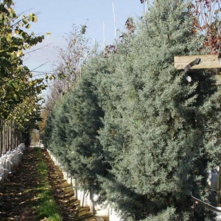 Cupressus arizonica Glauca at barcham trees