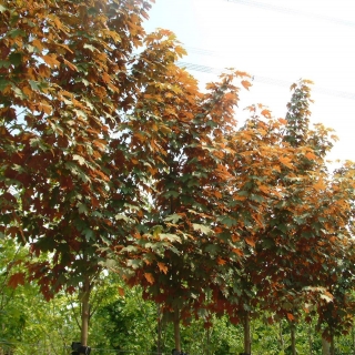 crown shot of Acer pseudoplatanus Spaethii