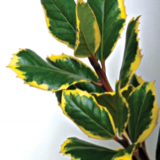 variegated foliage of  Ilex x altaclerensis Golden King