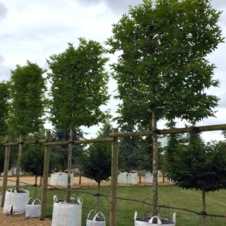 Platanus orientalis Minaret pleached